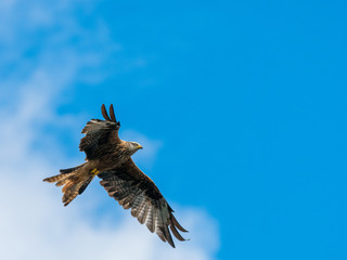 Red Kite ( Milvus milvus ) , Bwlch Nant Yr Arian