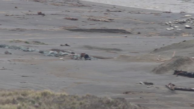 California Jenner's rookery attracts mostly Pacific harbor seals. Each winter a large sand spit builds up in Jenner, right at the mouth of the Russian River.