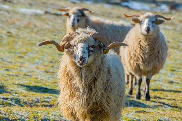 a sheep herd with ram (breed - valaska) close up in winter