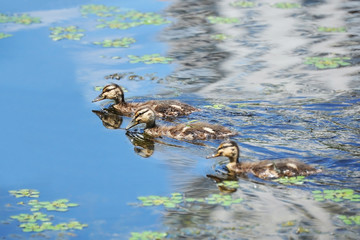 Duck floating in the lake