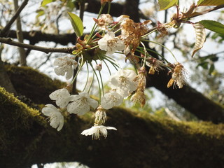 Fleurs de cerisier sauvage