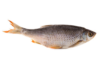 Dried fish isolated on white background