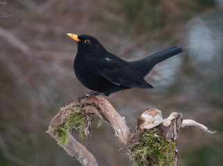 Blackbird