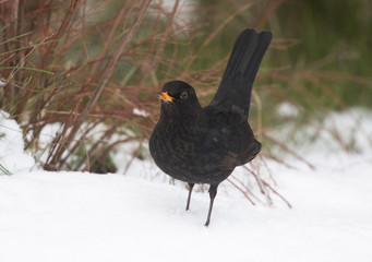 Blackbird