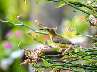 Olive - backed sunbird closeup with selective focus