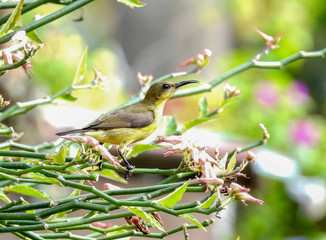Olive - backed sunbird closeup with selective focus