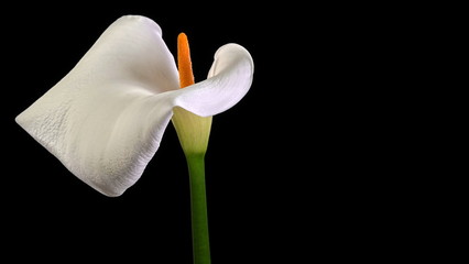 beautiful calla lily on black
