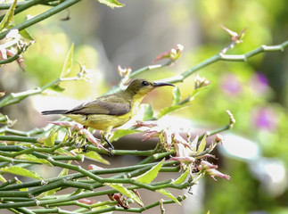Olive - backed sunbird closeup with selective focus