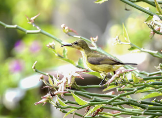 Olive - backed sunbird closeup with selective focus