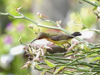 Olive - backed sunbird closeup with selective focus