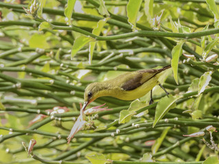 Olive - backed sunbird closeup with selective focus
