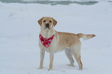Yellow Labrador Lab Dog in the Snow in Winter in Quebec Canada