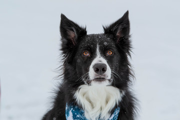 Close up on a Border Collie Dog Head in Winter in Quebec Canada