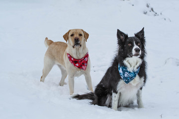 Labrador Dog and Border Collie Dog Sitting and Standing in the Snow in Quebec Canada