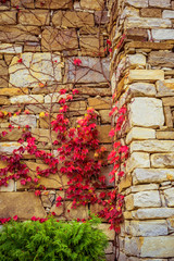 Stone wall with red plants on it.