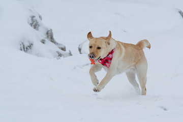Yellow Labrador Lab Dog Breed Running in the Snow with toy in Winter