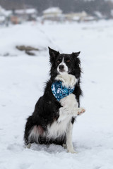 Border Collie Dog Breed Giving the Paw Outside in Winter in Quebec Canada