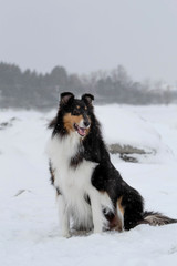 Collie Dog Breed Sitting in the Snow in Quebec Canada
