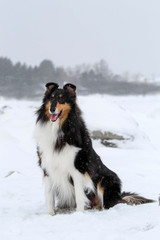 Collie Dog Breed Sitting in the Snow in Quebec Canada
