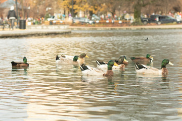 Big Spring Park in Huntsville Alabama