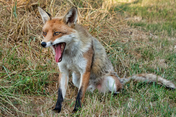 A close up portrait of a male dog fox sitting on the grass with its mouth wide open yawning