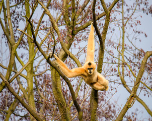 Common gibbon, White-handed gibbon