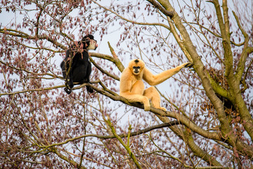 Common gibbon, White-handed gibbon