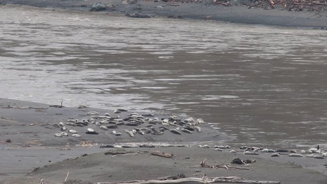 California Jenner's rookery attracts mostly Pacific harbor seals. Each winter a large sand spit builds up in Jenner, right at the mouth of the Russian River.
