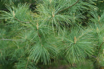 Pine Needles