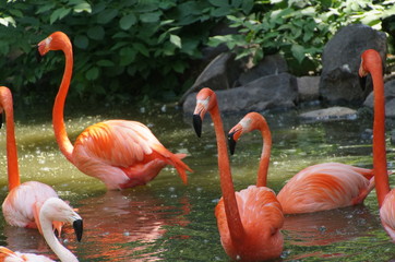 group of pink flamingos