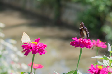  beautiful butterflies in the flower garden