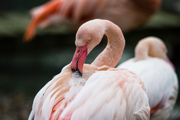 Fototapeta premium Flamingo Awesome flamingo outdoor shot. Flaming jest gatunkiem typowym dla wielu krajów, żyje w Camargue, Chile, Kubie, Meksyku. Flaminga można było spotkać także w ZOO. Ujęcie zwierzęcia chwytające flaminga