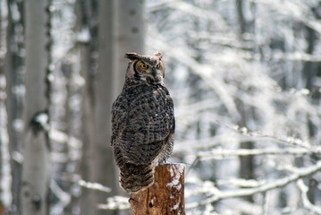 great homed owl bubo virginianus