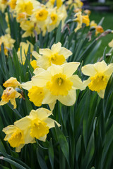 Obraz premium Colorful Bright Tulips and Daisy Flowers Bloom in Summer Organic Green Garden