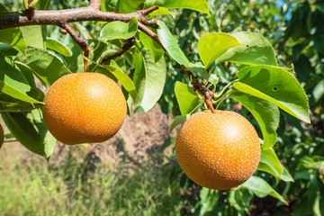 close-up of the nashi fruit at its harvest point