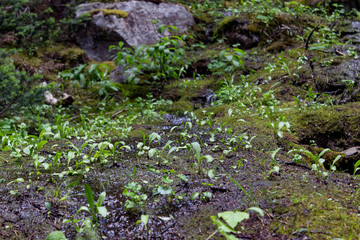 Undergrowth