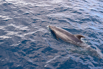 Obraz premium Dolphins swimming in the ocean