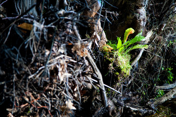 new growth in dead roots