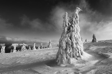 Winter windy in Slovakia. Velka Fatra mountains under snow. Frozen snowy trees and dark sky panorama.
