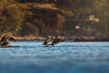 group of cormorants on rock in stockholm