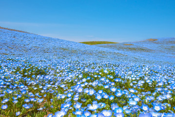 Nemophila (baby blue eyes flowers), flower field, blue flower carpet