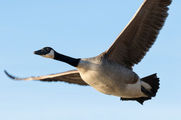 close-up of canada goose flying by
