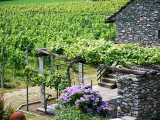 Farm and vineyards, Northern Italy