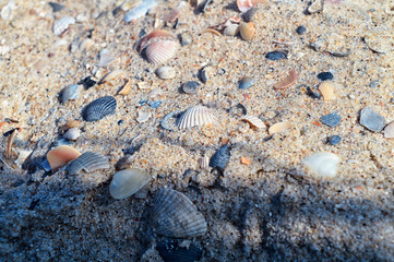 sea shells on the beach