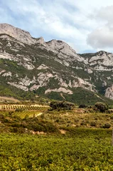 Fototapeten Vineyards in La Rioja in Spain on a sunny day. © Tomas