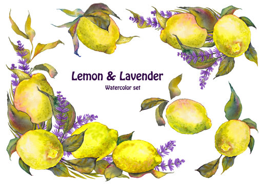 Watercolor set of lemon fruits with leaves and lavender flowers. Isolated elements for design.