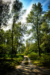 early morning in the forest