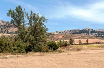 Cultivated fields of cereal in the north of Spain on a sunny day.