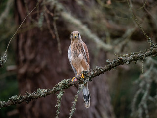 Saker falcon (Falco tinnunculus) sitting on a tree and holding a hunted mouse. Saker falcon in the forest. Saker falcon portrait. Saker falcon holds the mouse.