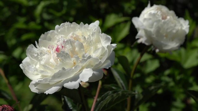 Flora, Peony, Paeonia lactiflora